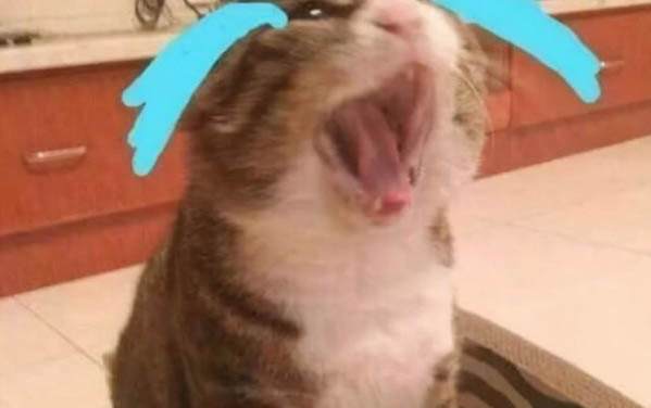 小貓咪為什么喜歡吃魚(yú)