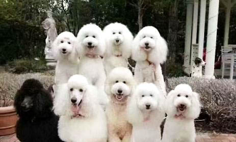 巨型貴賓犬好養嗎
