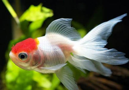金魚能和孔雀魚混養(yǎng)嗎