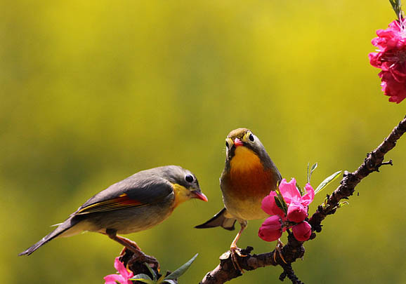 如何飼養相思鳥？