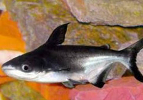 養(yǎng)魚需要注意什么