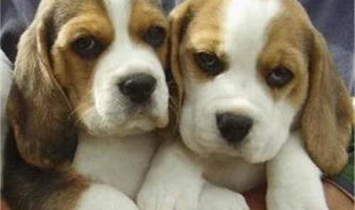 比格犬和巴吉度哪個好