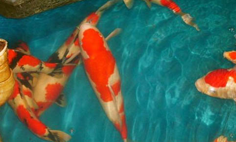 錦鯉魚和金魚能混養(yǎng)嗎