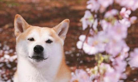 柴犬是否適合家庭養