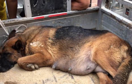冰島牧羊犬多動癥