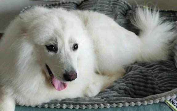 薩摩耶犬串串特征