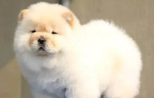狗狗老喝水是怎么回事?