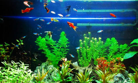 觀賞魚養殖需要什么