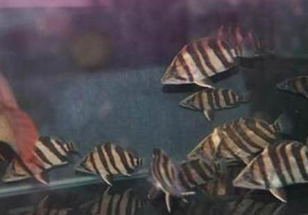 印尼虎魚混養