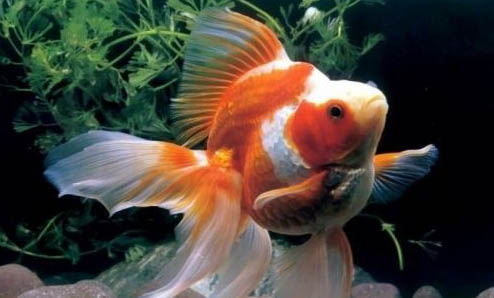 鶴頂紅金魚長多大