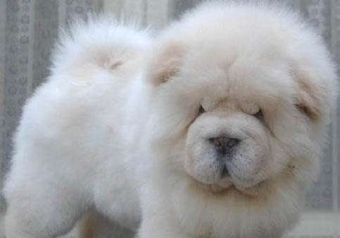 松獅犬突然不愛吃東西的原因及處理方法