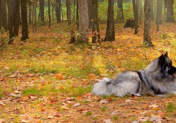 荷蘭毛獅犬飼養方法和注意事項