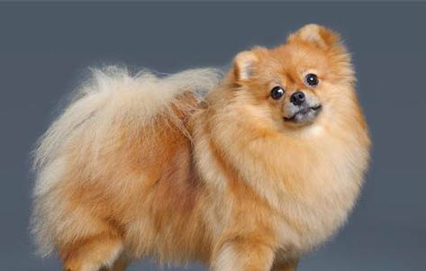 銀狐犬多久才會認主人?