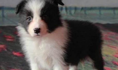 英國古代牧羊犬半夜突然叫是什么原因