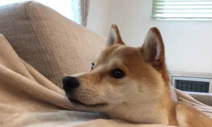 柴犬嘴巴黑多久會褪色