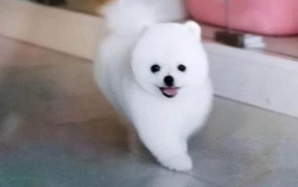 小狗得了濕疹怎么辦