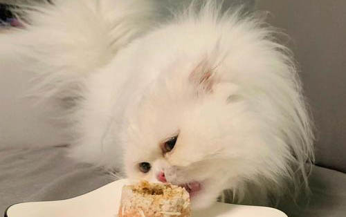 貓咪吃罐頭拉稀了怎么辦