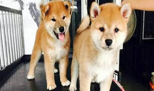 柴犬如何訓練