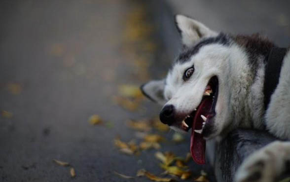 狗狗狂犬疫苗每年都要打嗎