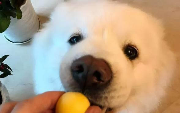 狗狗止痛藥有哪些牌子？
