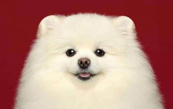 狗的品種有多少種