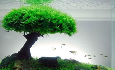 魚為什么會(huì)吃小魚