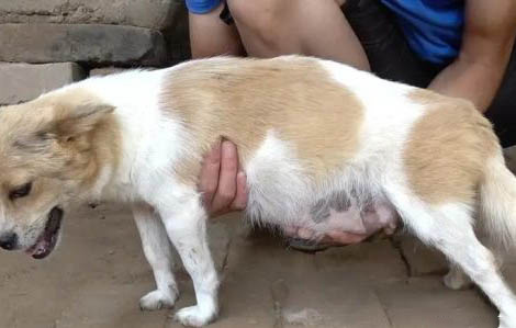 狗狗得了佝僂病怎么辦?