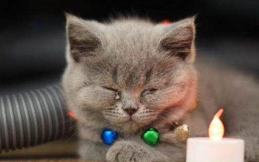 剛抱回來(lái)的貓晚上要叫幾天?
