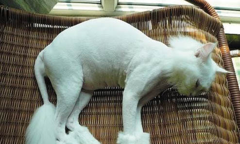 貓口臭要怎么治