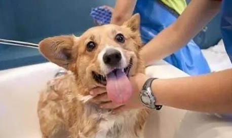 狗狗得狂犬病有哪些癥狀