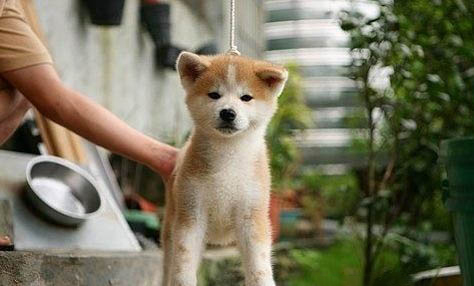 秋田犬和柴犬是一種嗎