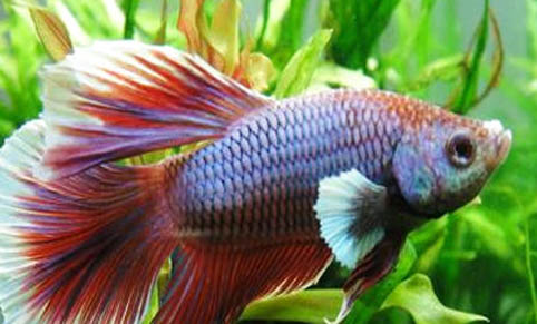 印尼虎魚水溫度多少最佳