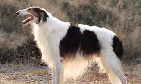 狗狗冬天掉毛嚴(yán)重是什么原因