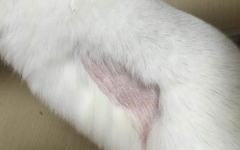 龍貓尿道炎怎么治？