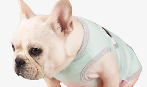 法國斗牛犬的性格外貌特征