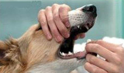 狗得了犬瘟用什么藥能好啊