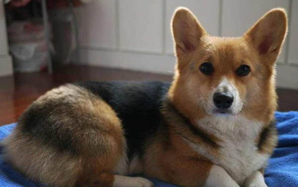 哪些狗品種不適合當警犬