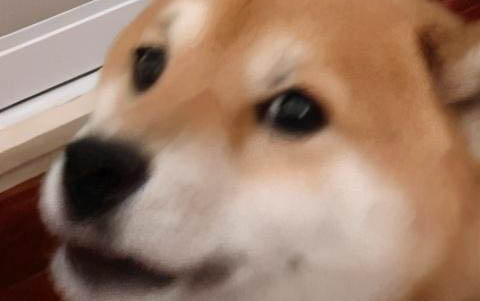 犬瘟拉稀持續多久