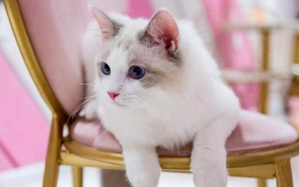 如何正確飼養布偶貓