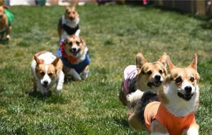 兩個月柯基犬一天喂幾次