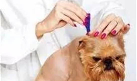 狗狗四腳朝天扭動的原因及處理方法