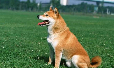 母犬一般下奶多久能生