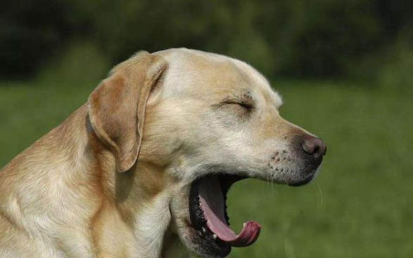長不大的犬是什么品種？