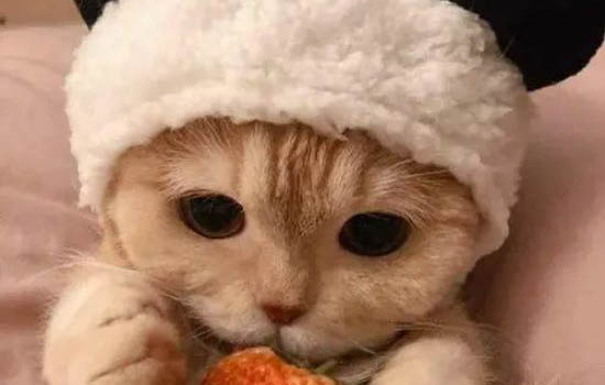 貓咪打呼嚕是咋回事