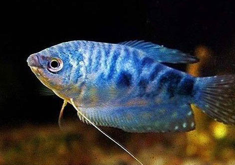藍曼龍魚會吃小魚嗎