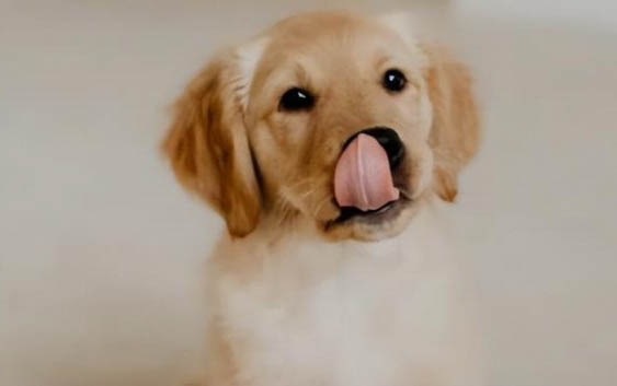 小狗狗得了犬瘟怎么辦