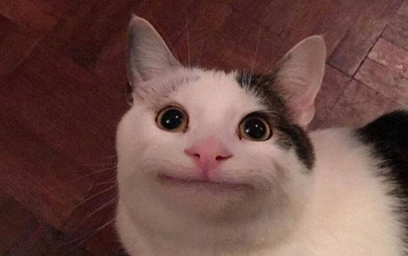 貓放屁多且臭是什么原因