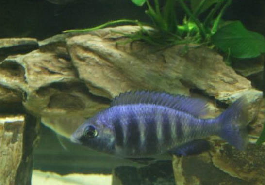 西德藍(lán)寶石魚(yú)好養(yǎng)嗎