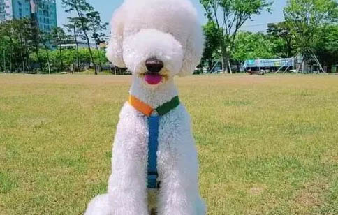 巨貴犬哪個顏色貴