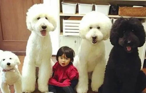 巨型貴賓犬好養嗎